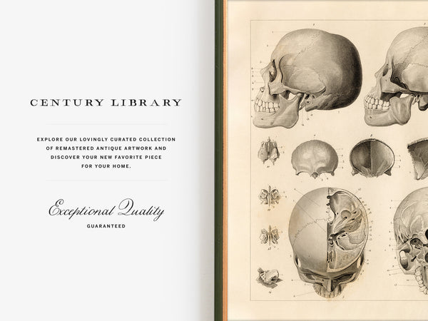 A book or magazine spread showing the left page with the text 'CENTURY LIBRARY' and 'Exceptional Quality Guaranteed' on a white background, and the right page with vintage-style anatomical skull illustrations on aged paper.