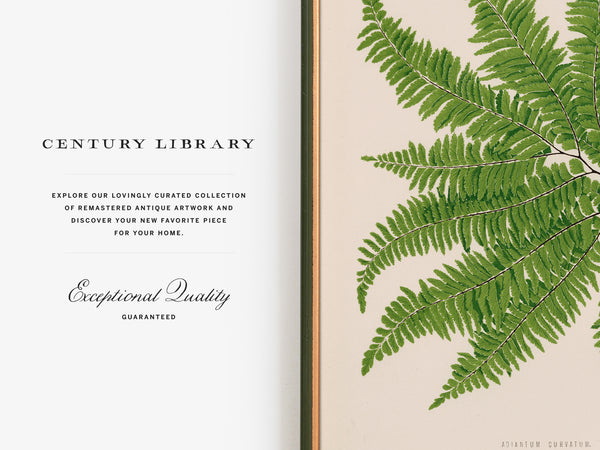 Antique Fern Botanical Print