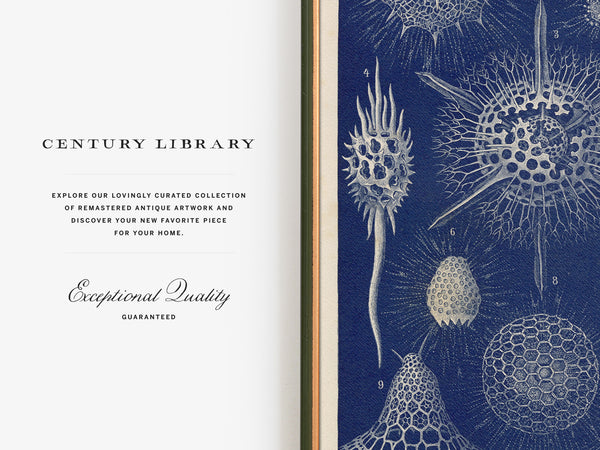 Radiolarians - 1904 Natural History Print
