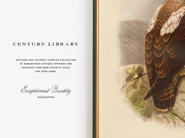 Antique Natural History Print of The Imperial Eagle