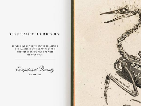 Anatomy of a Bird No.2 - Early 1800's Lithograph Reprint