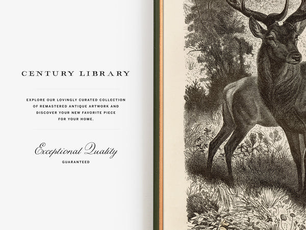Red Deer Family - 1877 Lithograph Reprint