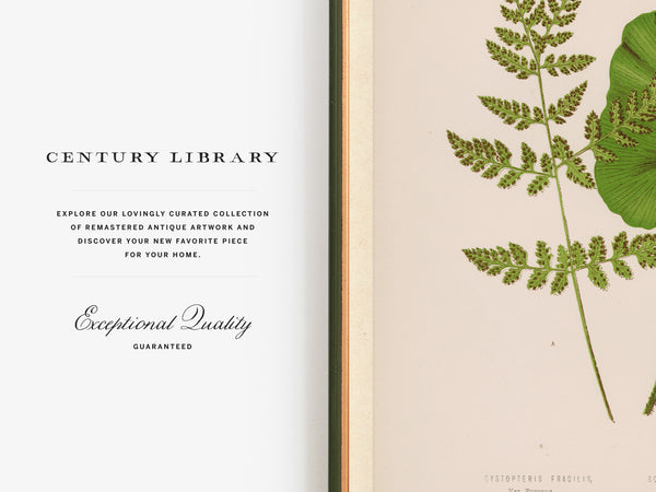 Antique Fern Botanical Print - Vintage Hart's Tongue & Bladder Fern Wall Art