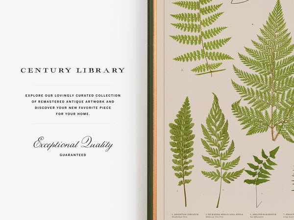An open book or catalog spread showing a cream page with the text 'CENTURY LIBRARY' and 'Exceptional Quality Guaranteed' on the left, and a botanical illustration of green ferns on a beige page on the right.