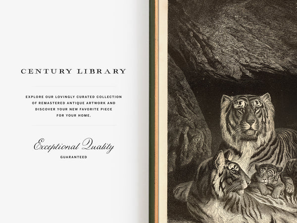 A Family of Tigers - Beautiful 1877 Lithograph Reprint