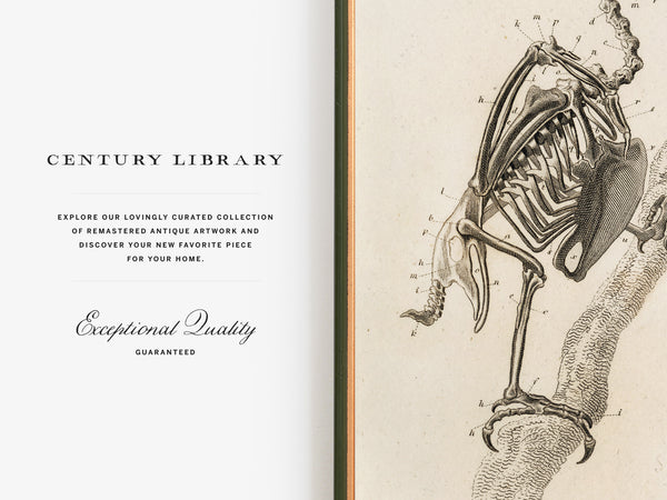 Anatomy of a Bird - Early 1800's Lithograph Reprint