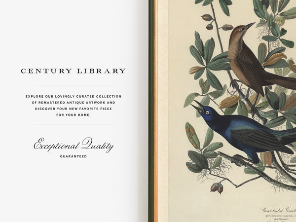 An open book or art print spread showing a vintage-style illustration of two birds on leafy branches on the right page, with text on the left page reading 'CENTURY LIBRARY' and 'Exceptional Quality Guaranteed'.