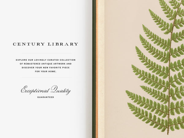 Antique Fern Botanical Print - Vintage soft shield fern (Aspidium angulare var. aristatum)