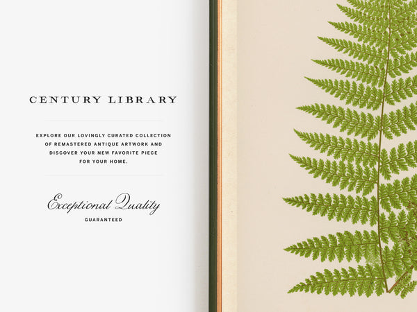An open book or art print spread showing a cream page with the text 'CENTURY LIBRARY' and elegant copy, alongside a pressed green fern leaf on the right page.