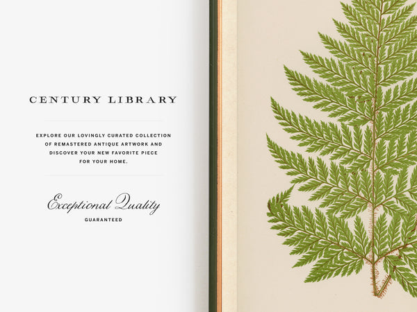 Antique Fern Botanical Print (Aspidium hispidum)
