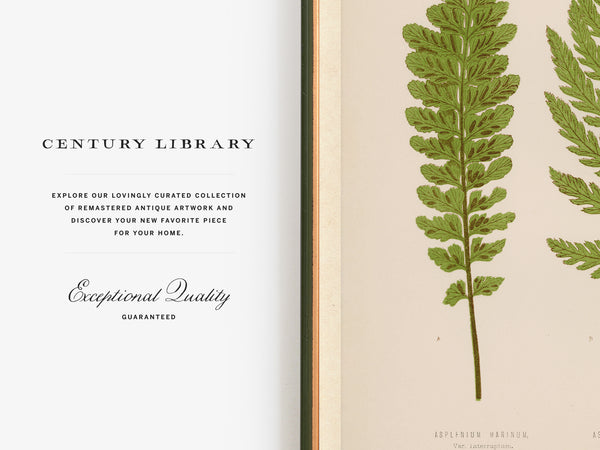 An open book or magazine spread showing a cream page with the text 'CENTURY LIBRARY' and 'Exceptional Quality Guaranteed' on the left, and a vintage botanical illustration of a green fern on a pale beige page on the right.