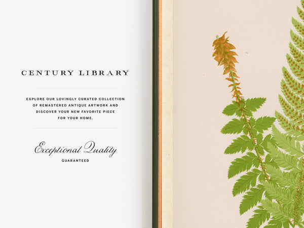 An open book or art print spread showing a cream page with the text 'CENTURY LIBRARY' and 'Exceptional Quality GUARANTEED' on the left, and a vintage botanical illustration of green ferns on a pale blush background on the right.