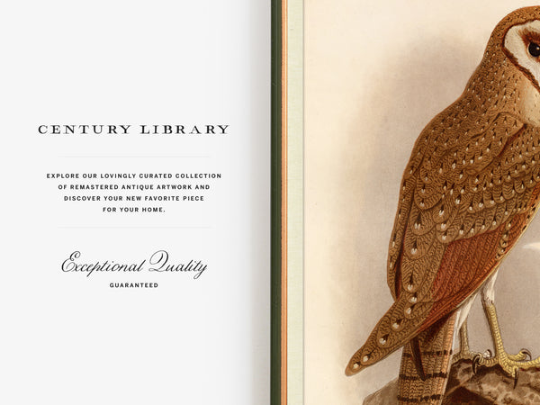 Antique Natural History Print of The Java Owl
