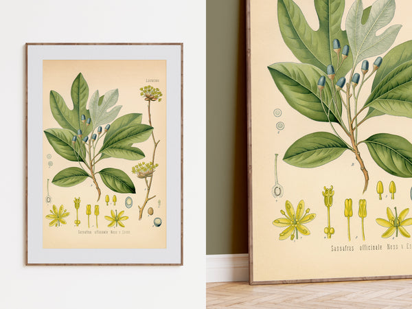 Sassafras Officinale Medicianl Plant - Botanical Print