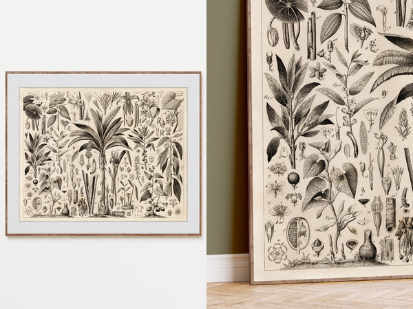 A framed botanical art print featuring detailed black ink illustrations of plants, leaves, and natural objects on an aged cream background, shown hanging on a white wall and leaning against a wall in an interior setting.