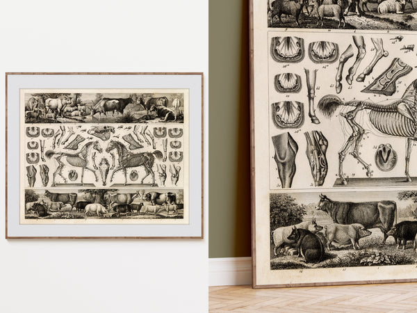A framed vintage-style anatomical art print showing horse and cow illustrations, displayed on a white wall alongside a larger matching print leaning against a wall.