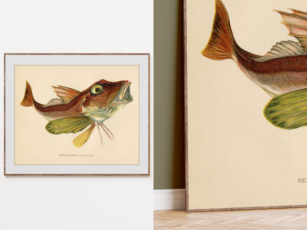 Red Gurnard (Trigla Cuculus) Vintage Natural History Print