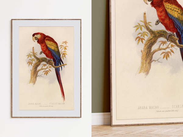 Framed vintage-style bird art print showing a scarlet macaw perched on a branch, displayed against an indoor wall with a second cropped view of the same print beside it.