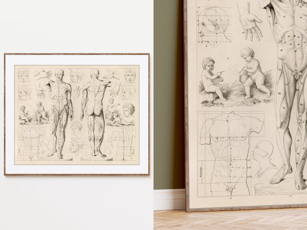 Theory of the Art of Drawing Human Anatomy - Vintage Restored Print