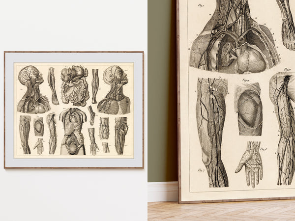Vintage Human Anatomy Poster - Vascular System