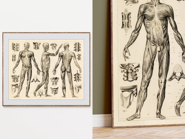 Two framed vintage anatomical art prints featuring human muscular and skeletal illustrations, displayed side by side on a wall above a light wood floor.