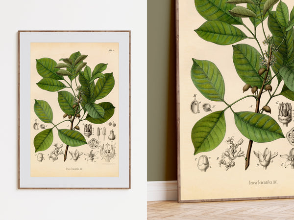 Framed botanical art print showing a green leafy branch with detailed scientific illustrations on a cream background, displayed in a light wood frame against an indoor wall.