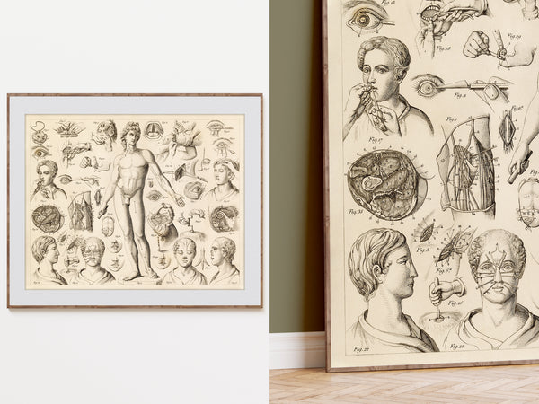 A framed vintage anatomical art print featuring detailed sketches of human figures, heads, eyes, and internal body structures, shown hanging on a white wall with a wooden floor visible.