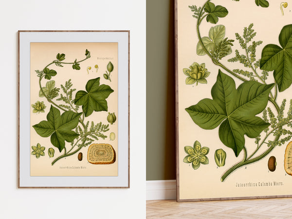 Botanical art print in a thin wood frame, shown hanging on a white wall alongside a close-up of the print on a wooden floor.