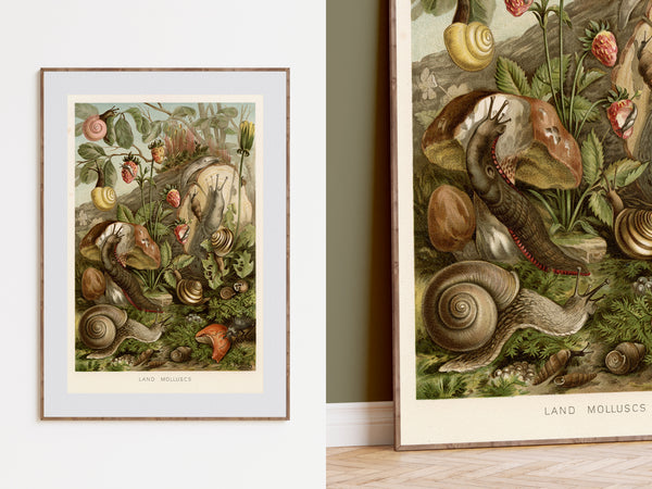 Two framed vintage-style scientific illustrations of land mollusks and snails displayed on a wall, with one framed print standing upright and another shown partially cropped to the left against an olive wall and wood floor.