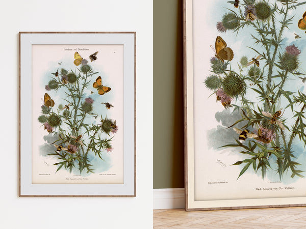 Two framed vintage botanical art prints featuring thistles and butterflies, displayed on a wall in an interior setting.