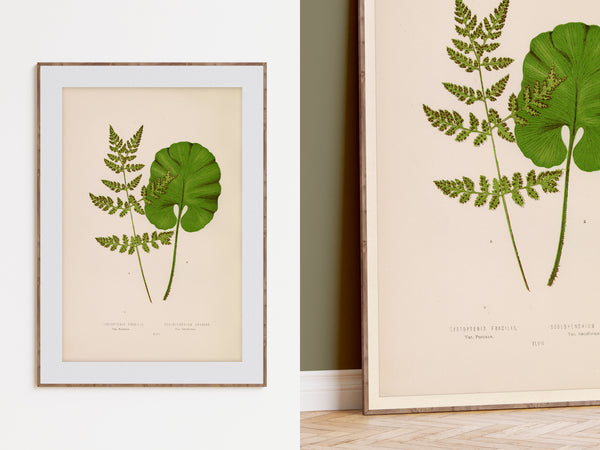 Antique Fern Botanical Print - Vintage Hart's Tongue & Bladder Fern Wall Art