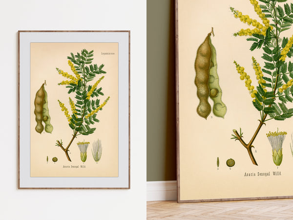 Gum Arabic Tree (Acacia Senegal) - 1860 Botanical Reprint