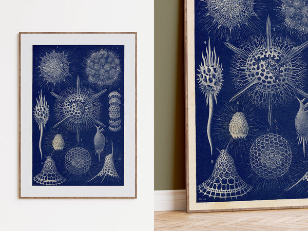 Radiolarians - 1904 Natural History Print