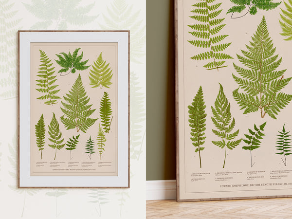 A framed botanical art print featuring detailed illustrations of various green ferns on a cream background, shown in a styled interior setting with wallpaper and wood flooring.