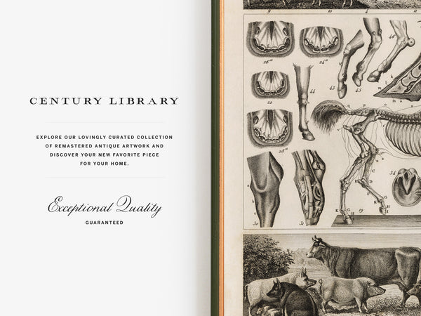 An open book or magazine spread showing a vintage-style illustrated page on the right with anatomical drawings and a herd scene, alongside promotional text on the left reading 'CENTURY LIBRARY' and 'Exceptional Quality Guaranteed'.