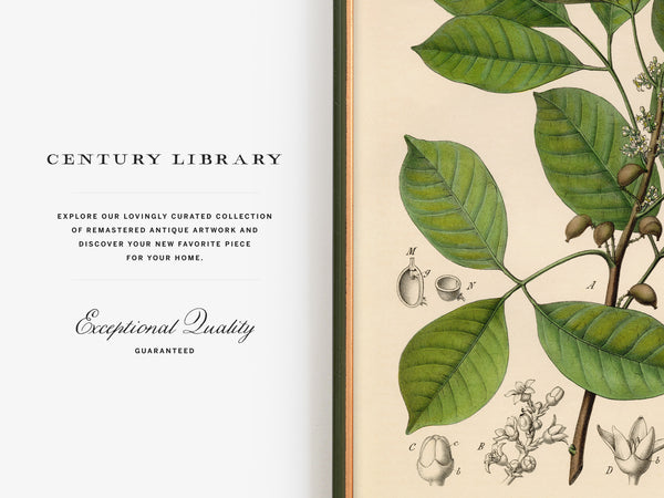 A split promotional graphic showing a white left panel with the text 'CENTURY LIBRARY' and 'Exceptional Quality Guaranteed,' alongside a right panel featuring a vintage botanical illustration of green leaves and small brown acorns on a cream background.