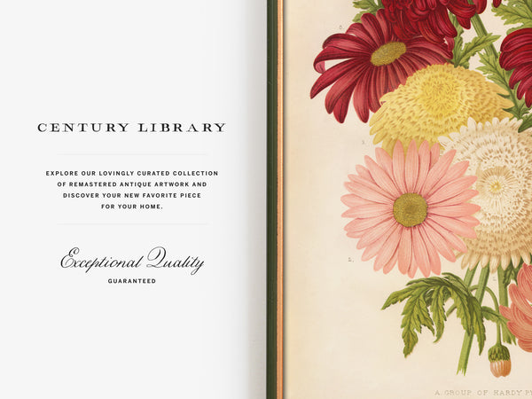 A book or magazine spread showing a cream page with the text 'CENTURY LIBRARY' and 'Exceptional Quality GUARANTEED' on the left, and a vintage-style floral illustration with red, yellow, pink, and white flowers on the right.