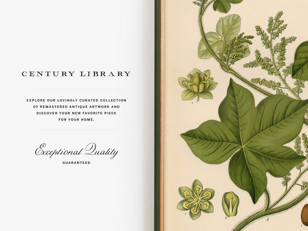 An open book or magazine spread with a white left page reading 'CENTURY LIBRARY' and 'Exceptional Quality Guaranteed,' and a vintage botanical illustration in green tones on a cream right page.