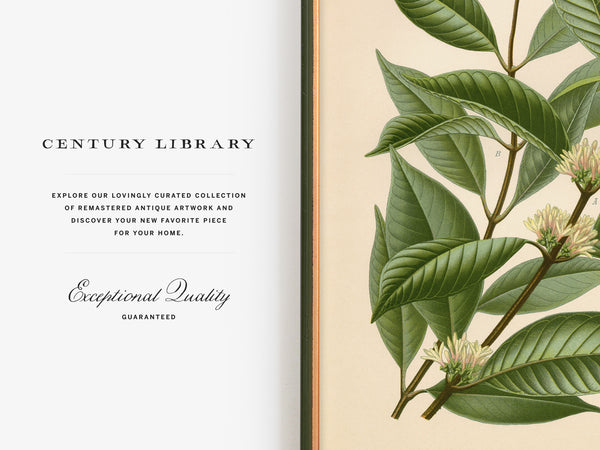 An open book or magazine spread with a white left page featuring the text 'CENTURY LIBRARY' and 'Exceptional Quality GUARANTEED,' and a right page with a botanical illustration of green leaves and small pale flowers on a cream background.