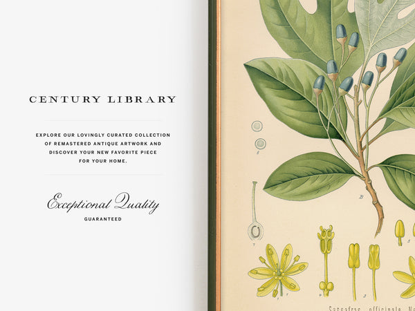 Sassafras Officinale Medicianl Plant - Botanical Print