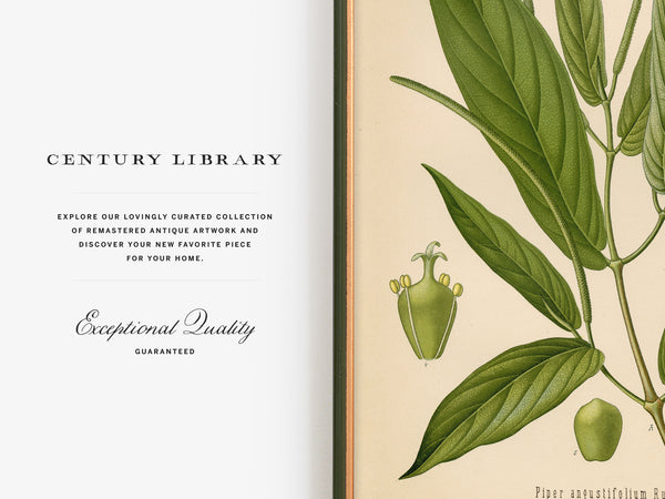Gum Arabic Tree (Acacia Senegal) - 1860 Botanical Reprint