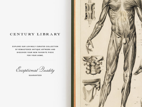 An open book or catalog spread with a cream page on the left reading 'CENTURY LIBRARY' and 'Exceptional Quality Guaranteed,' and a detailed anatomical muscle drawing on the right page.