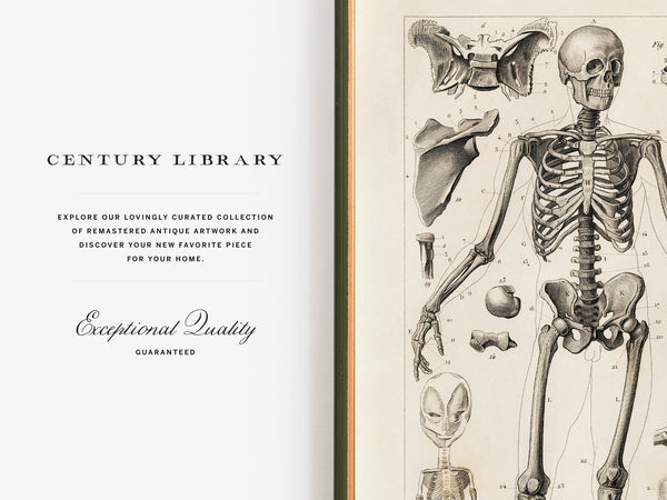 An open book or catalog spread with a cream page on the left reading 'CENTURY LIBRARY' and 'Exceptional Quality Guaranteed,' and a vintage anatomical skeleton illustration on the right page.