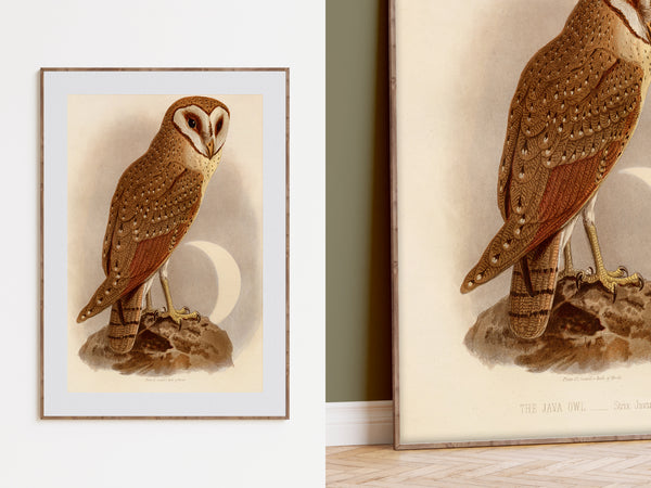 Antique Natural History Print of The Java Owl