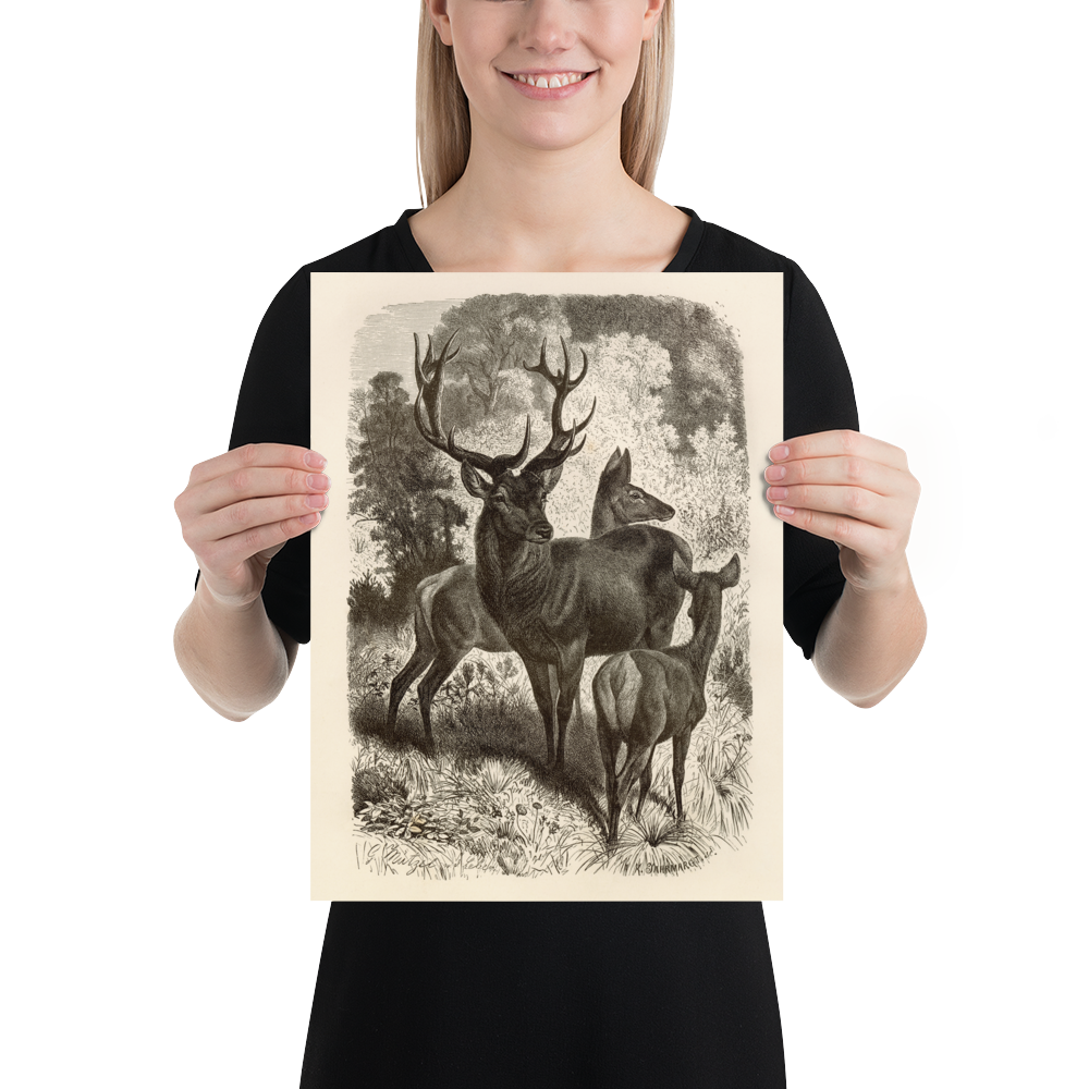 Red Deer Family - 1877 Lithograph Reprint