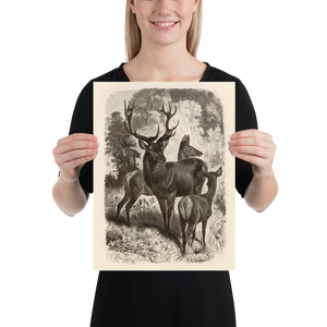 Red Deer Family - 1877 Lithograph Reprint