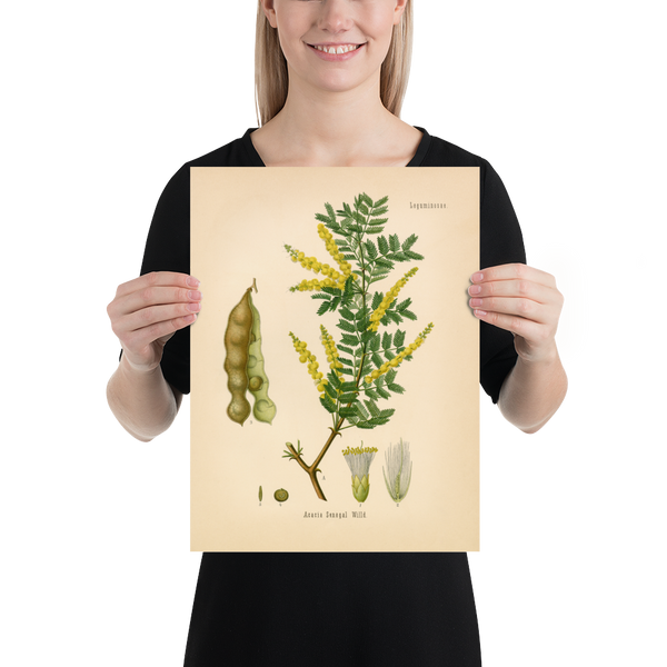 Gum Arabic Tree (Acacia Senegal) - 1860 Botanical Reprint