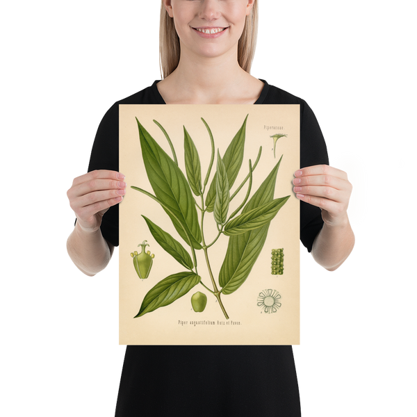 Spiked Pepper Spice Plant (Piper Augustifolium) - Botanical Print