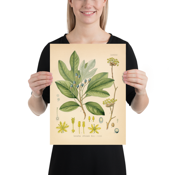 Sassafras Officinale Medicianl Plant - Botanical Print