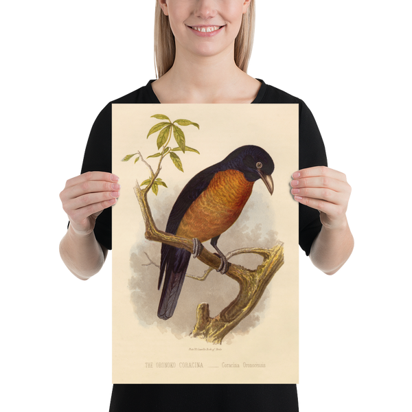 Antique Natural History Print of The Oronoko Coracina